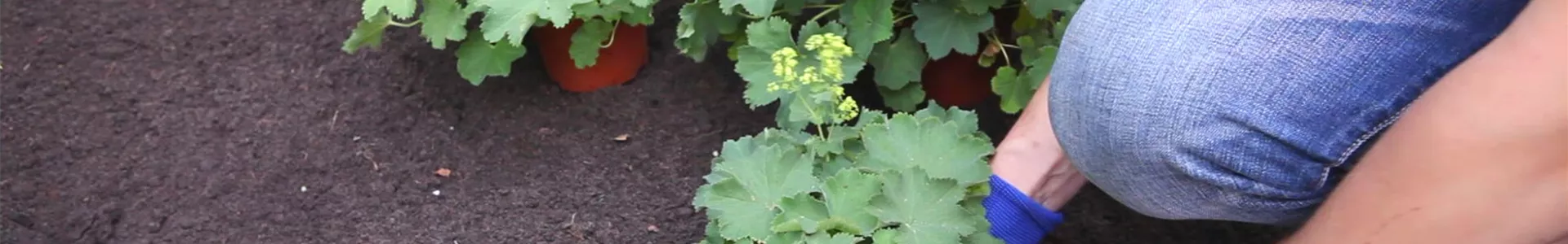 Frauenmantel - Einpflanzen im Garten (thumbnail).jpg