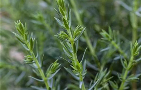 Juniperus com.'Arnold'