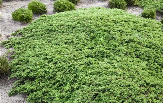 Juniperus com.'Green Carpet'