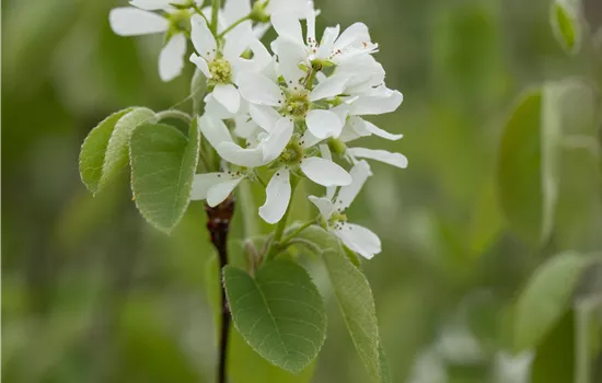 Amelanchier alnifolia 'Honeywood'