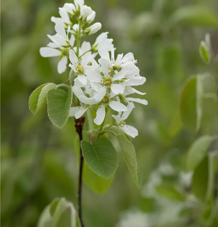 Felsenbirne 'Honeywood' (Syn. Greatberry Aroma)