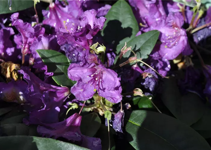 Rhododendron u. Azaleen