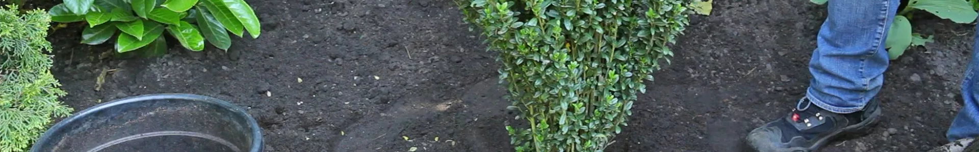 Stechpalme - Einpflanzen im Garten (thumbnail).jpg