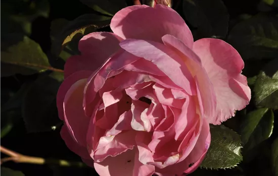 Rosa 'Kölner Flora'