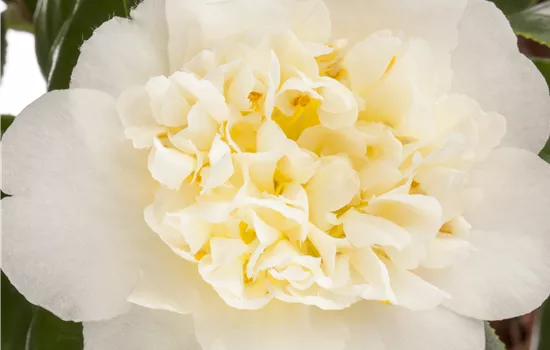 Camellia 'Snow White'