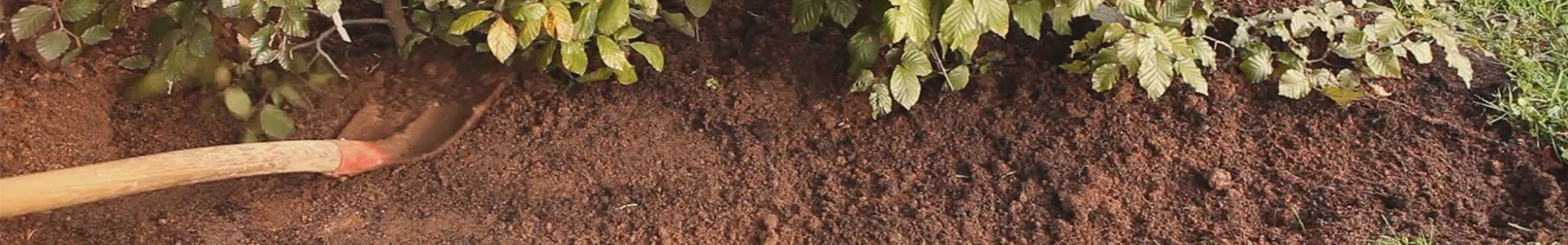 Rotbuchenhecke - Einpflanzen im Garten (thumbnail).jpg