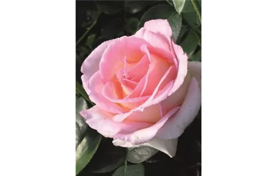 Rosa 'Elle'