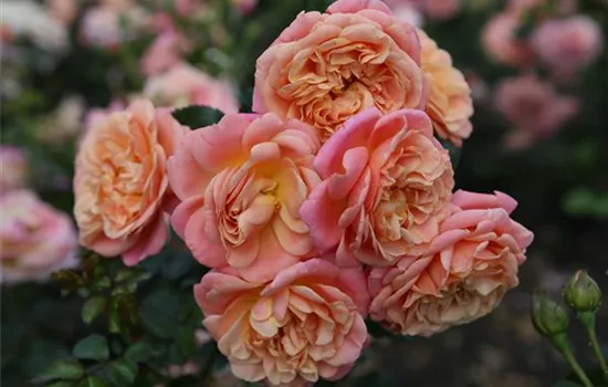 Rosa 'Peach Melba'®(s)