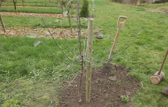 Apfelbaum - Einpflanzen im Garten