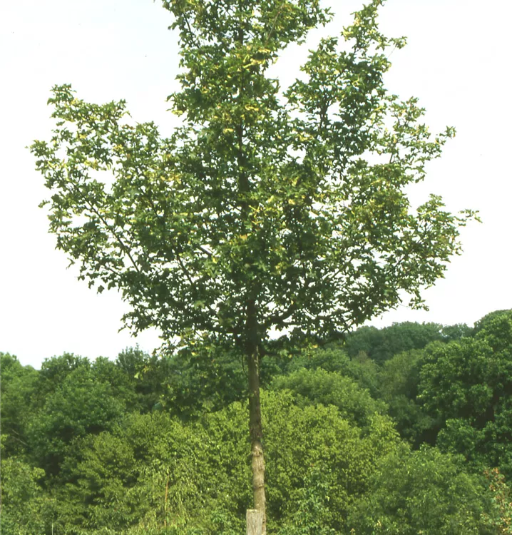 Acer campestre 'Elsrijk', Feldahorn 'Elsrijk' GartenBaumschule Wöhrle