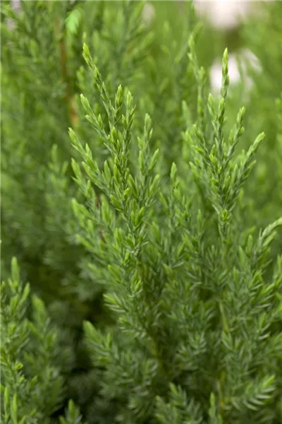 Juniperus chin.'Stricta'