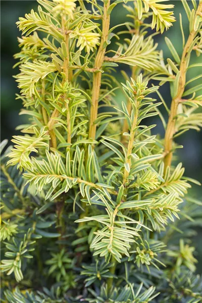 Taxus baccata 'Dovastonii Aurea'
