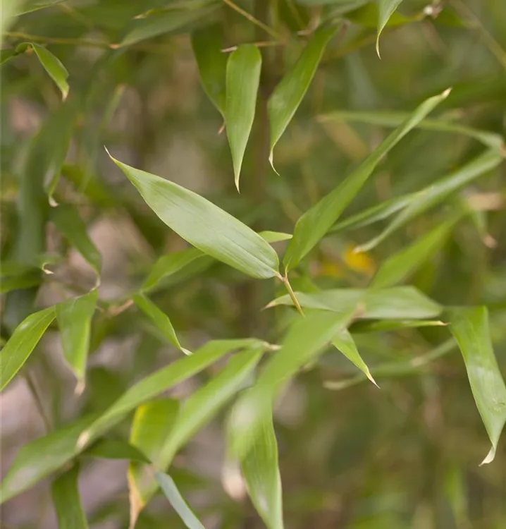 Phyllostachys bissetii GartenBaumschule Wöhrle