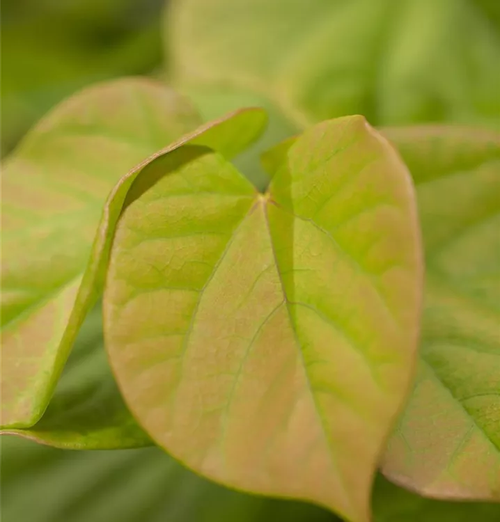 Cercis canadensis 'The Rising Sun', Kanadischer Judasbaum 'Rising Sun ...