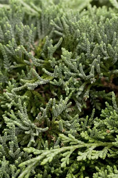 Juniperus horizontalis 'Icee Blue' 