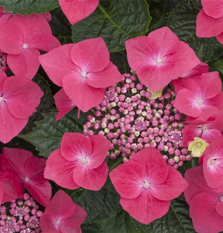 Hydrangea macrophylla 'Lady in Red' GartenBaumschule Wöhrle