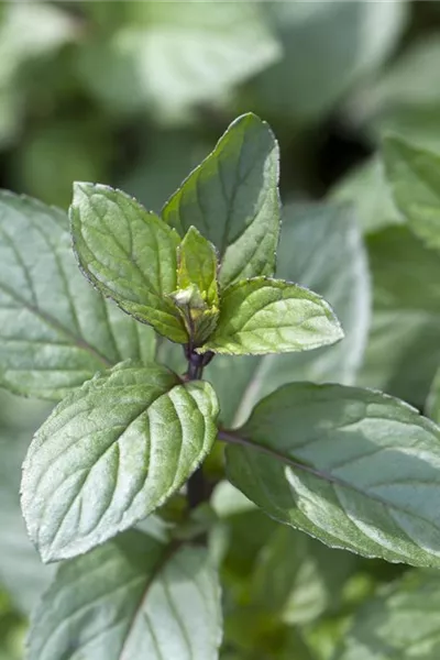 MENTHA x piperita 'After Eight'