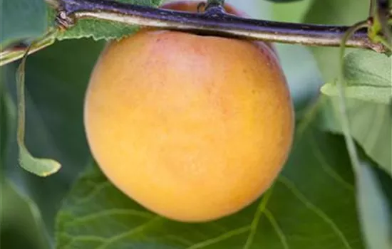 Prunus arm.'Goldrich' 
