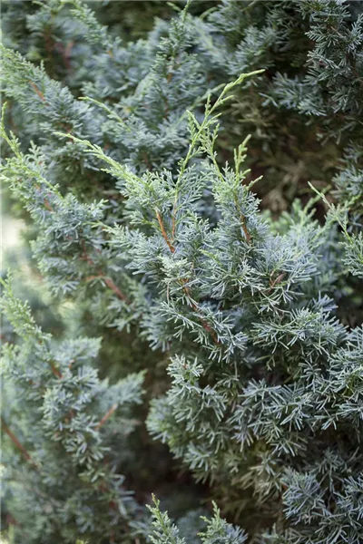 Juniperus chin.'Blaauw'