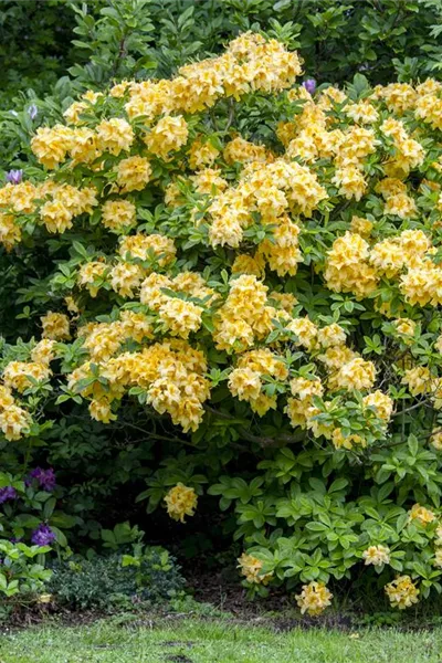 Rhododendron lut.'Goldpracht' 