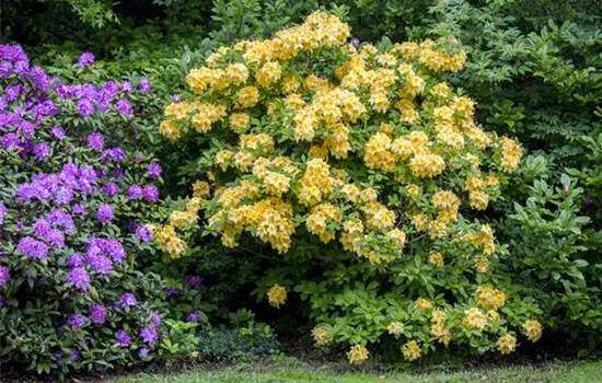 Rhododendron lut.'Goldpracht' 