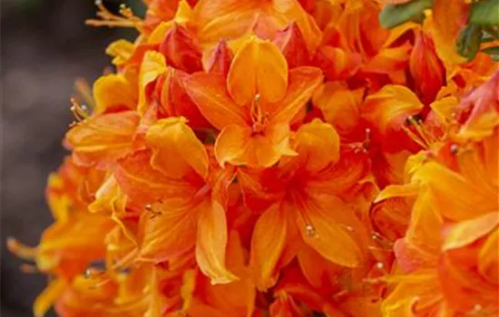 Rhododendron lut.'Klondyke' 