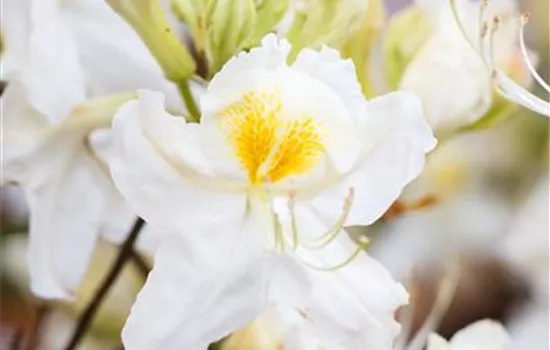 Rhododendron lut.'Schneegold' 