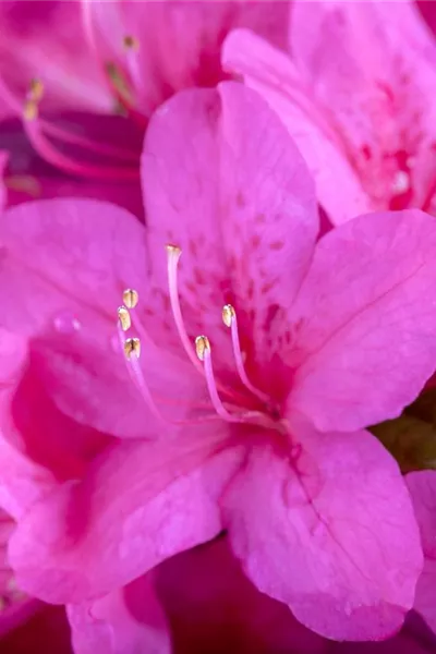 Rhododendron obt.'Diamant Purpur'