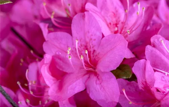 Rhododendron obt.'Diamant Purpur'