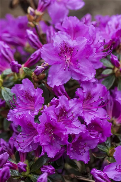 Rhododendron obt.'Diamant Rosa' 