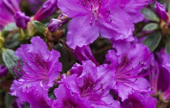 Rhododendron obt.'Diamant Rosa' 