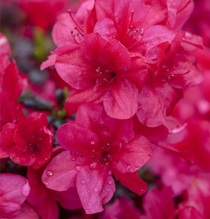 Rhododendron obt.'Diamant Rot'