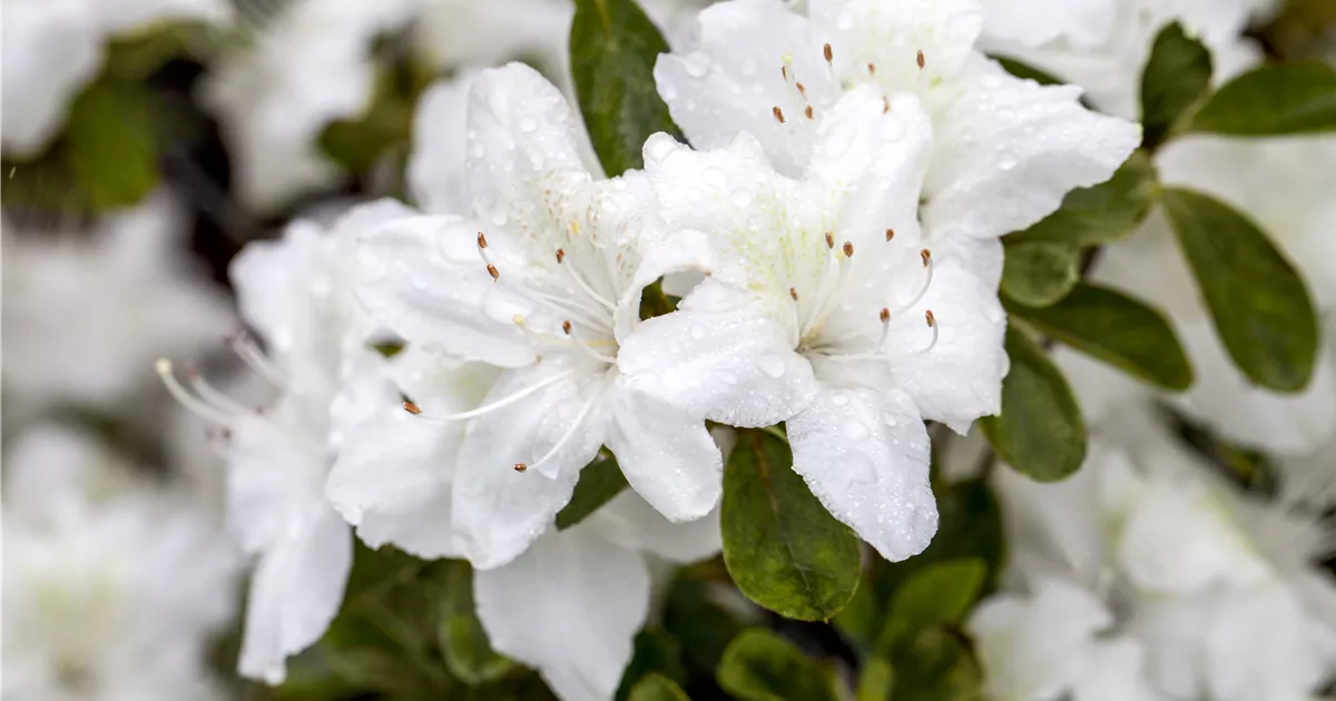 Rhododendron ‘Diamant Weiß’ – Japanische Azalee, Winterhart, Immergrün, Mit Weißen Blüten