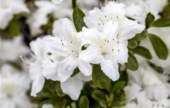 Rhododendron obt.'Diamant Weiß'