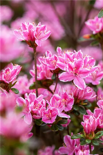 Rhododendron obt.'Kermesina Rose' 