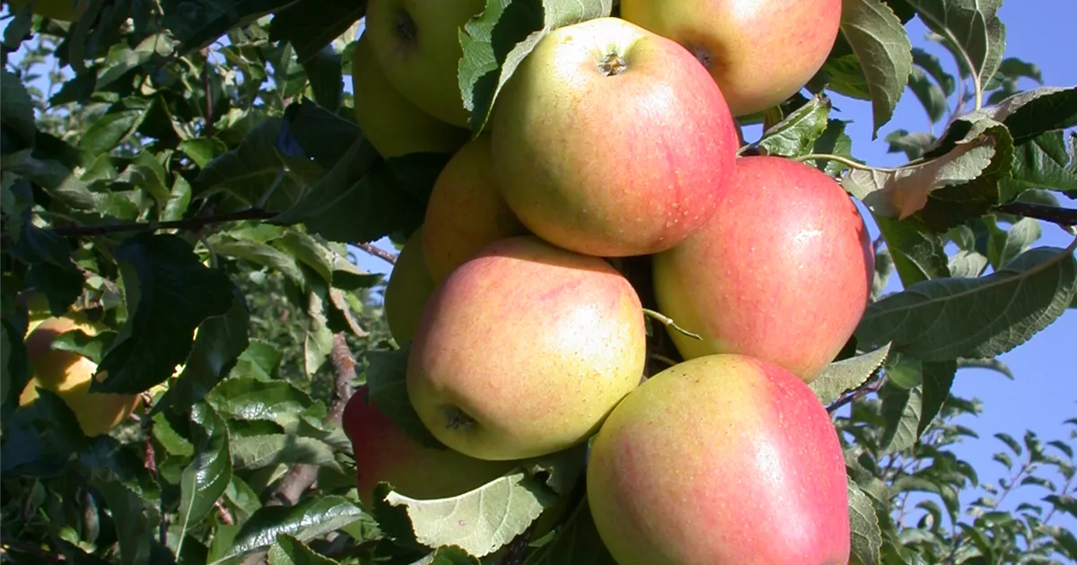 Malus 