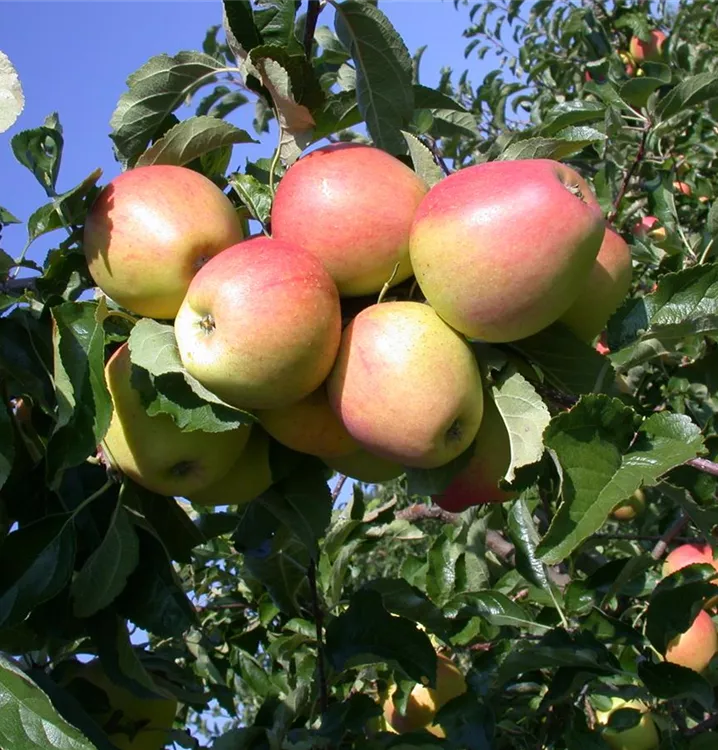 Apfelbaum (GS) Sommer