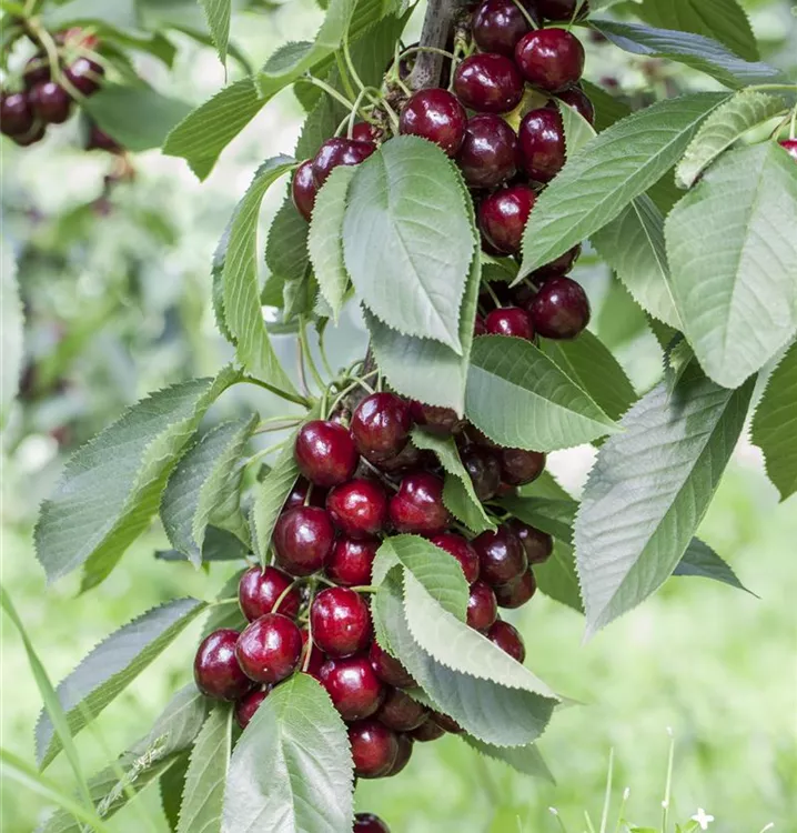 Prunus av.'Lapins', Süßkirsche 'Lapins' GartenBaumschule Wöhrle