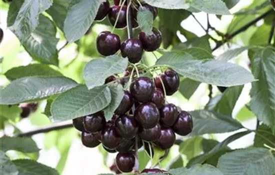 Prunus cer.'Schattenmorelle' 