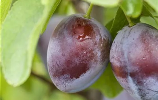Prunus dom.\'Wangenhm. Frühzwetsche\', Zwetschge \'Wangenheims Frühzwetschge\'  - GartenBaumschule Wöhrle