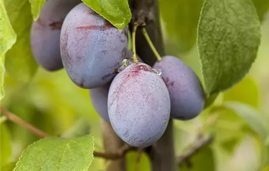 Prunus dom.'Cacaks Schöne' 