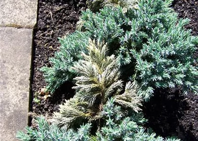 Juniperus Triebsterben2.jpg
