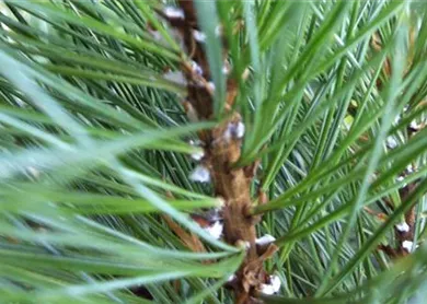 Pinus Kiefernwolllaus (3).JPG