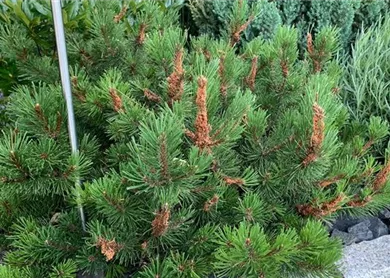 Pinus Kiefernblatthornwespe1 (2).jpg