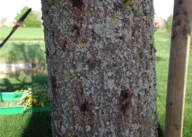 Quercus Eichensplintkäfer 14.JPG