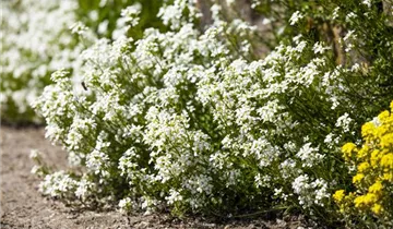 Arabis Caucasica Weiss Gartenbaumschule Wohrle