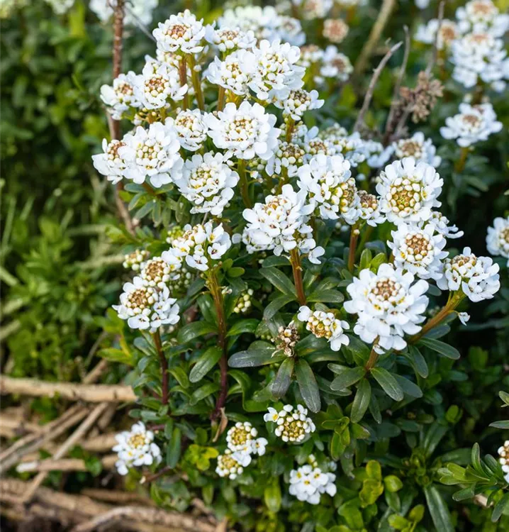 Iberis sempervirens 'Zwergschneeflocke' - GartenBaumschule Wöhrle