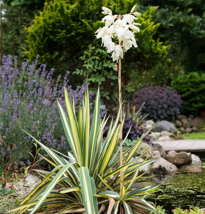 Yucca filamentosa GartenBaumschule Wöhrle