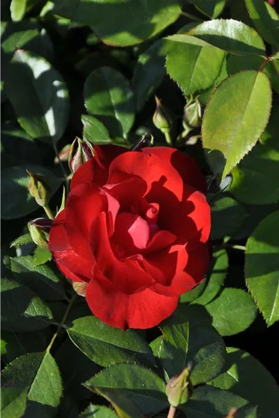 Rosa 'Black Forest Rose'