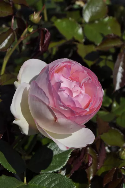 Rosa 'Eden Rose '85'